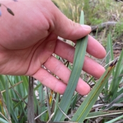 Dianella tarda at Orange, NSW - 29 Dec 2023 11:51 AM