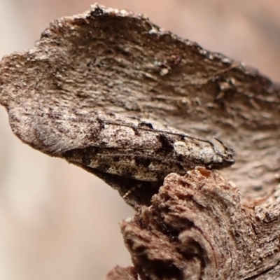 Unidentified Concealer moth (Oecophoridae) at Mount Painter - 29 Dec 2023 by CathB