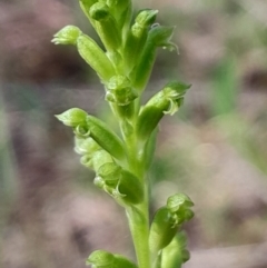 Microtis unifolia (Common Onion Orchid) at Tharwa, ACT - 17 Dec 2023 by Venture