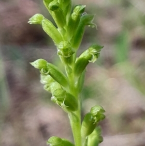 Microtis unifolia at Namadgi National Park - suppressed