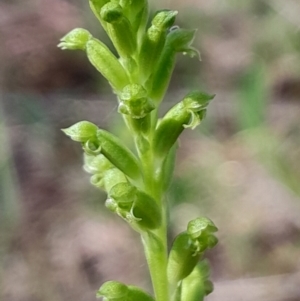 Microtis unifolia at Namadgi National Park - 17 Dec 2023