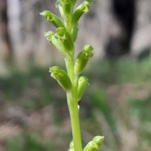 Microtis unifolia at Namadgi National Park - suppressed