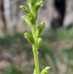 Microtis unifolia at Namadgi National Park - 17 Dec 2023