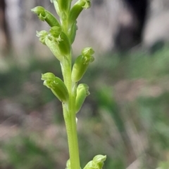 Microtis unifolia at Namadgi National Park - suppressed