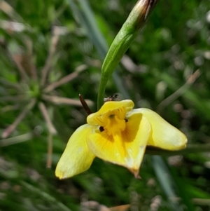 Diuris monticola at Namadgi National Park - suppressed