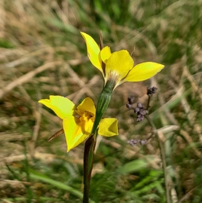 Diuris monticola (Highland Golden Moths) at Tharwa, ACT - 17 Dec 2023 by Venture