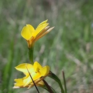 Diuris monticola at Namadgi National Park - suppressed