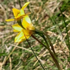 Diuris monticola at Namadgi National Park - 17 Dec 2023