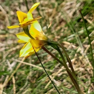 Diuris monticola at Namadgi National Park - 17 Dec 2023