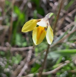 Diuris monticola at Namadgi National Park - 17 Dec 2023