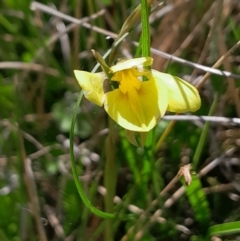 Diuris monticola (Highland Golden Moths) at Tharwa, ACT - 17 Dec 2023 by Venture