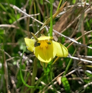 Diuris monticola at Namadgi National Park - 17 Dec 2023