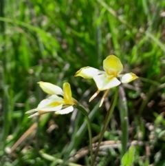 Diuris monticola (Highland Golden Moths) at Namadgi National Park - 17 Dec 2023 by Venture