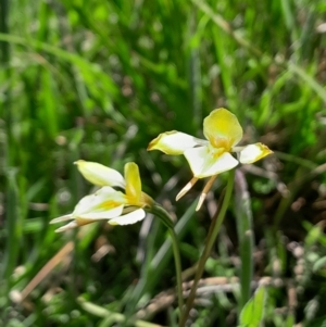 Diuris monticola at Namadgi National Park - 17 Dec 2023