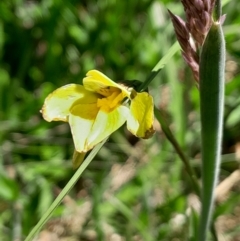 Diuris monticola at Namadgi National Park - 17 Dec 2023