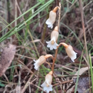 Gastrodia sesamoides at Namadgi National Park - 3 Dec 2023