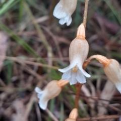 Gastrodia sesamoides at Namadgi National Park - suppressed