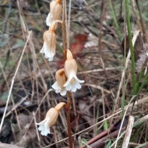 Gastrodia sesamoides at Namadgi National Park - 3 Dec 2023