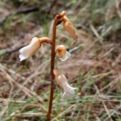 Gastrodia sesamoides (Cinnamon Bells) at Namadgi National Park - 3 Dec 2023 by Venture