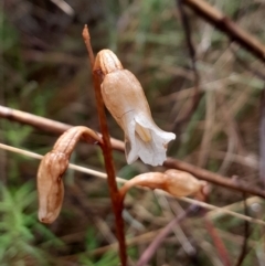 Gastrodia sesamoides at Namadgi National Park - suppressed