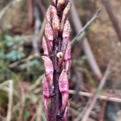 Dipodium roseum (Rosy Hyacinth Orchid) at Rendezvous Creek, ACT - 3 Dec 2023 by Venture