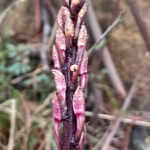 Dipodium roseum at Namadgi National Park - 3 Dec 2023