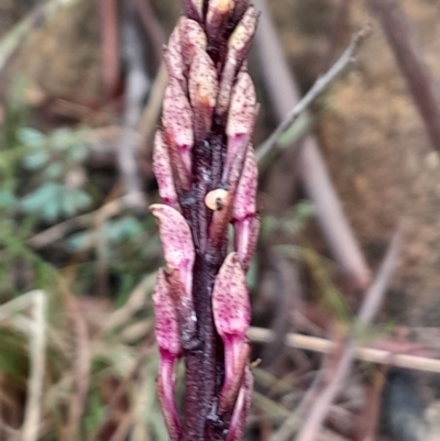 Dipodium roseum (Rosy Hyacinth Orchid) at Namadgi National Park - 3 Dec 2023 by Venture