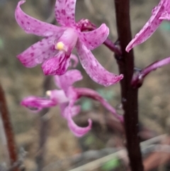 Dipodium roseum at Namadgi National Park - 3 Dec 2023