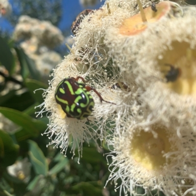 Eupoecila australasiae (Fiddler Beetle) at Yarralumla, ACT - 29 Dec 2023 by RosD