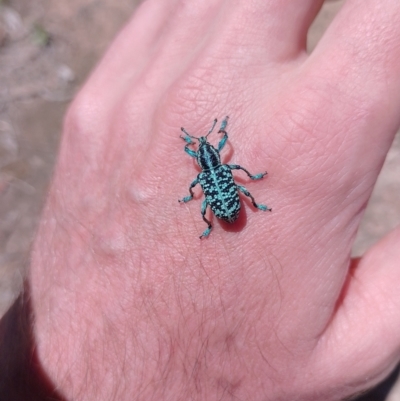 Chrysolopus spectabilis (Botany Bay Weevil) at Tarago, NSW - 30 Dec 2023 by DrDJDavidJ