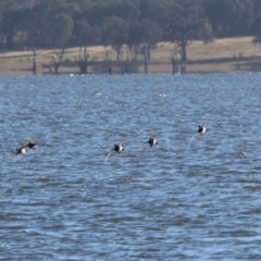 Aythya australis at Albury - 30 Dec 2023 06:44 AM