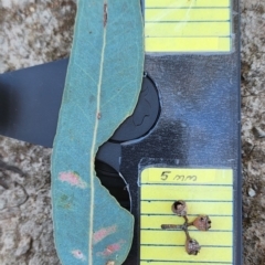 Eucalyptus blakelyi at Kingston, ACT - 30 Dec 2023 01:39 PM