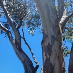Eucalyptus blakelyi at Kingston, ACT - 30 Dec 2023 01:39 PM