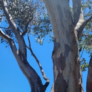 Eucalyptus blakelyi at Kingston, ACT - 30 Dec 2023