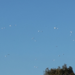 Cacatua sanguinea (Little Corella) at Albury - 30 Dec 2023 by KylieWaldon