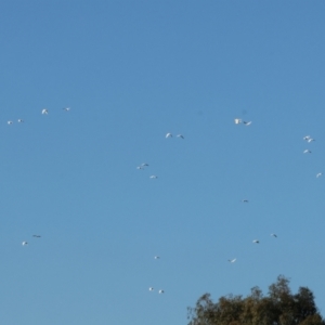 Cacatua sanguinea at Albury - 30 Dec 2023 06:24 AM