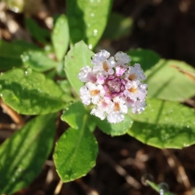 Phyla canescens (Lippia) at Table Top, NSW - 29 Dec 2023 by KylieWaldon