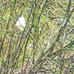 Pieris rapae (Cabbage White) at Symonston, ACT - 30 Dec 2023 by MichaelMulvaney