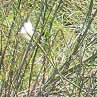 Pieris rapae (Cabbage White) at Mugga Mugga Grassland (MMW) - 29 Dec 2023 by MichaelMulvaney