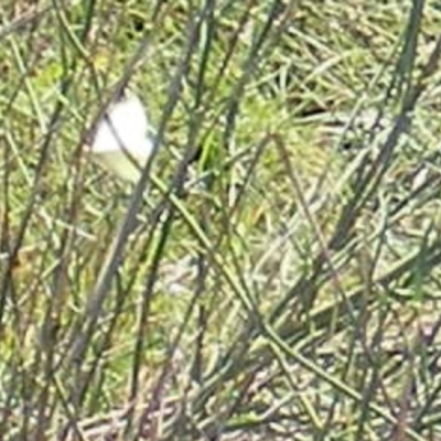 Pieris rapae (Cabbage White) at Symonston, ACT - 30 Dec 2023 by MichaelMulvaney