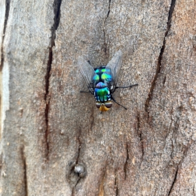 Unidentified True fly (Diptera) at Hatton Vale, QLD - 29 Dec 2023 by simonstratford