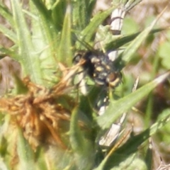 Oxysarcodexia varia (Striped Dung Fly) at Mugga Mugga Grassland (MMW) - 29 Dec 2023 by MichaelMulvaney