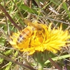 Apis mellifera (European honey bee) at Symonston, ACT - 30 Dec 2023 by MichaelMulvaney