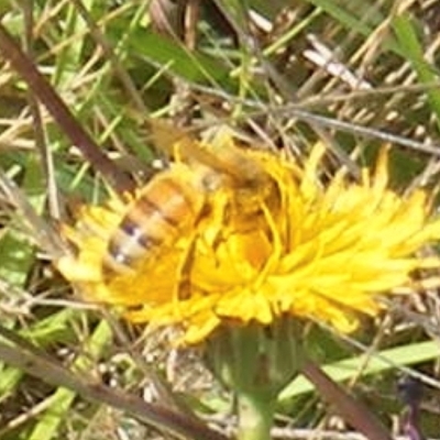 Apis mellifera (European honey bee) at Symonston, ACT - 29 Dec 2023 by MichaelMulvaney