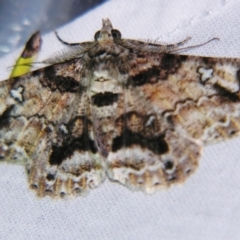 Cleora illustraria (A Geometer moth) at Sheldon, QLD - 28 Dec 2007 by PJH123