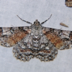 Cleora illustraria (A Geometer moth) at Sheldon, QLD - 28 Dec 2007 by PJH123