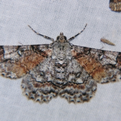 Cleora illustraria (A Geometer moth) at Sheldon, QLD - 28 Dec 2007 by PJH123