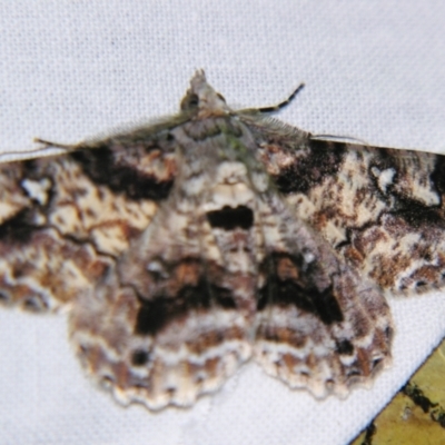 Cleora illustraria (A Geometer moth) at Sheldon, QLD - 28 Dec 2007 by PJH123