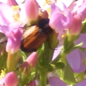 Phyllotocus navicularis at Mugga Mugga Grassland (MMW) - 30 Jan 2023