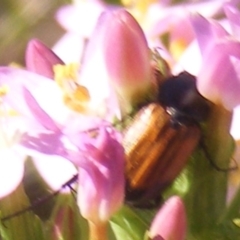 Phyllotocus navicularis at Mugga Mugga Grassland (MMW) - 30 Jan 2023